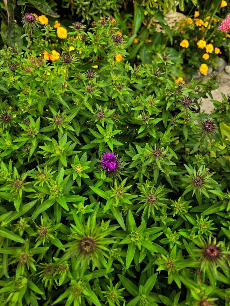 purple asters starting to bloom