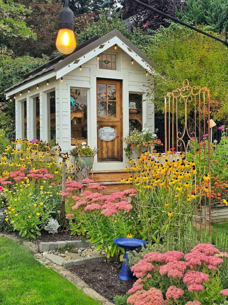 Close up of cottage garden and greenhouse in the late summer with black-eyed Susans and sedum 'Autumn Joy'