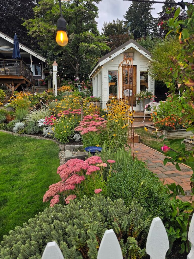 cottage garden and greenhouse in the late summer with black-eyed Susans and sedum 'Autumn Joy'