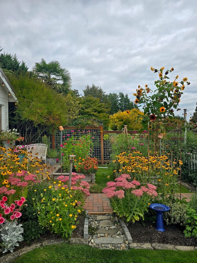 late summer cottage garden with flowers like yellow calendula, sunflowers, rose colored sedum autumn joy and black-eyed Susans