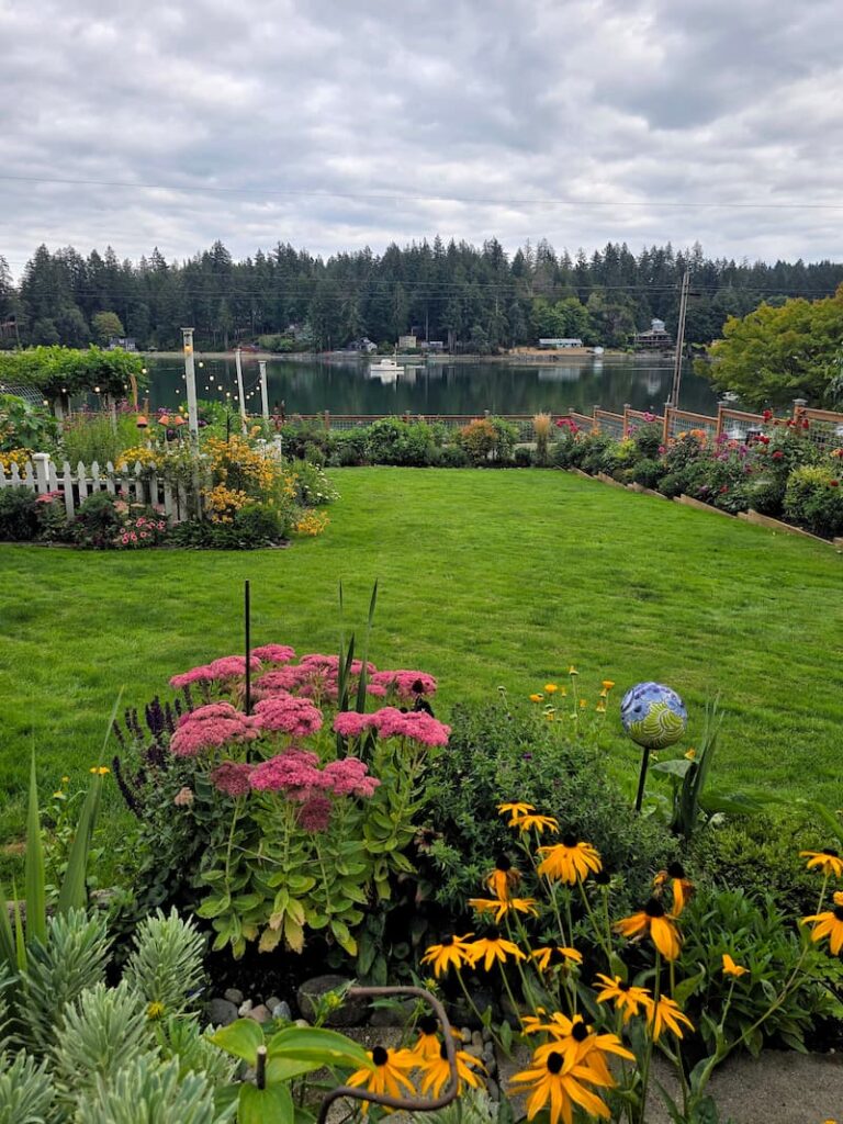 late summer cottage garden overlooking the bay with rose colored sedum autumn joy and black-eyed Susans