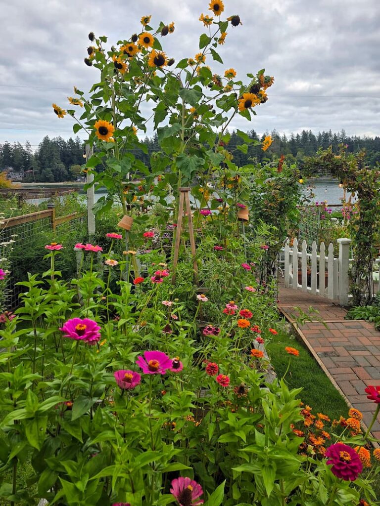 sunflowers, bright zinnias in the cottage garden and white picket fence gate with arbor
