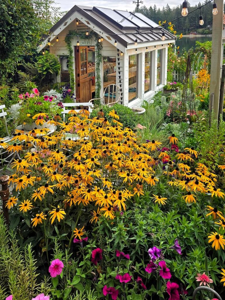 black-eyed Susans and purple petunias growing in front of the greenhouse