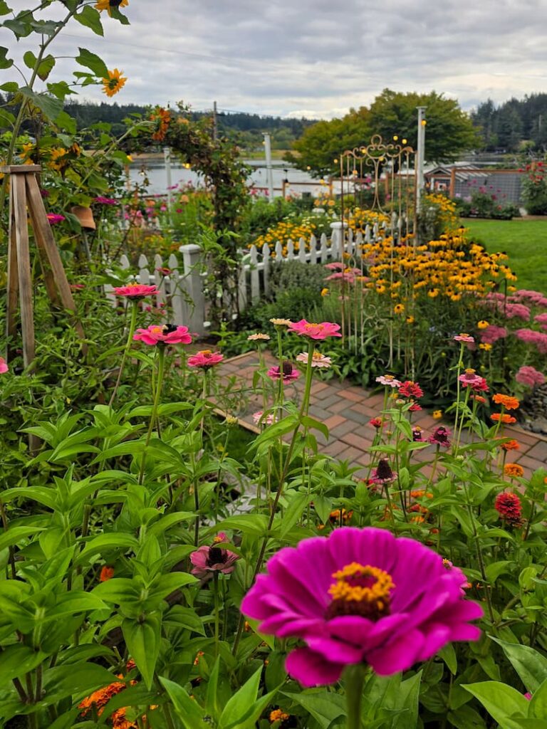 pink zinnias and black-eyed Susans growing in front of white picket fence garden