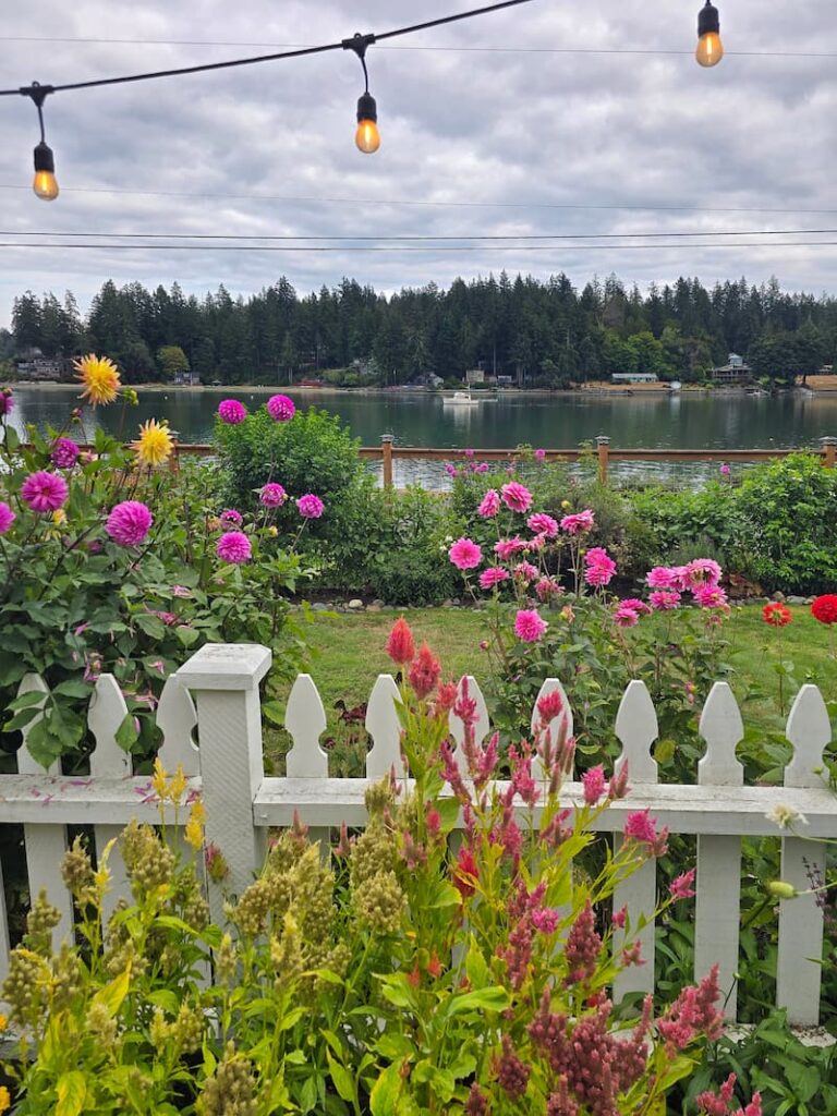 pink and straw-colored celosia and fuchsia dahlias in white picket fence garden in front of the bay