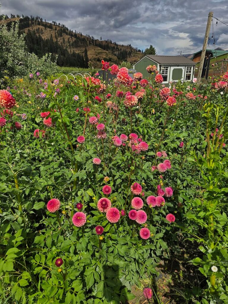 Late summer dahlias at a roadside flower and fruit stand in central Washington