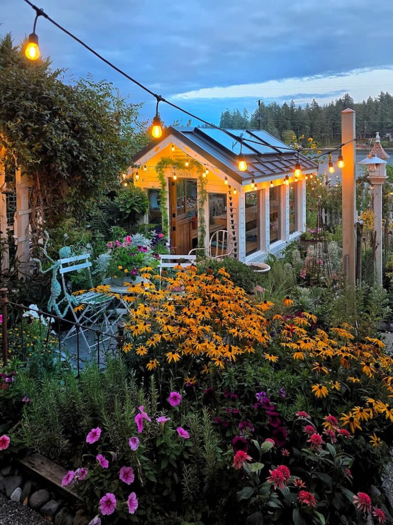 evening greenhouse view with bistro lights and black-eyed Susans blooming