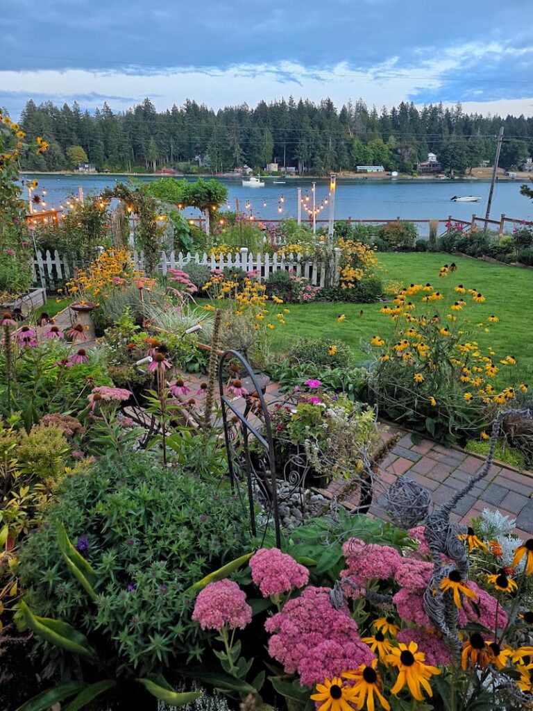 early evening late summer cottage garden overlooking the bay with black-eyed Susans and rose colored sedum Autumn Joy