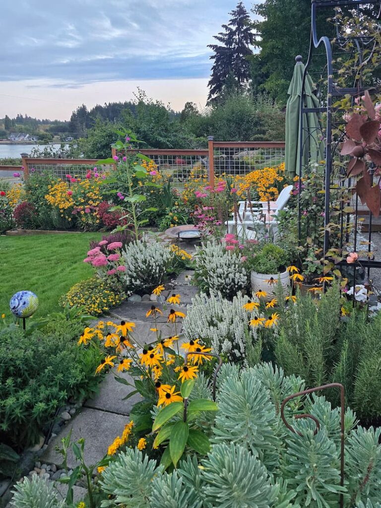 late summer cottage garden with black-eyed Susans and heather