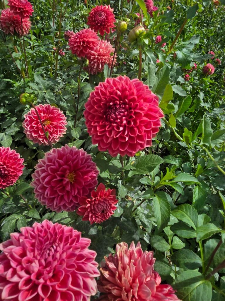 Gorgeous fuchsia dahlia blooms at a roadside stand on the way to Leavenworth Washington