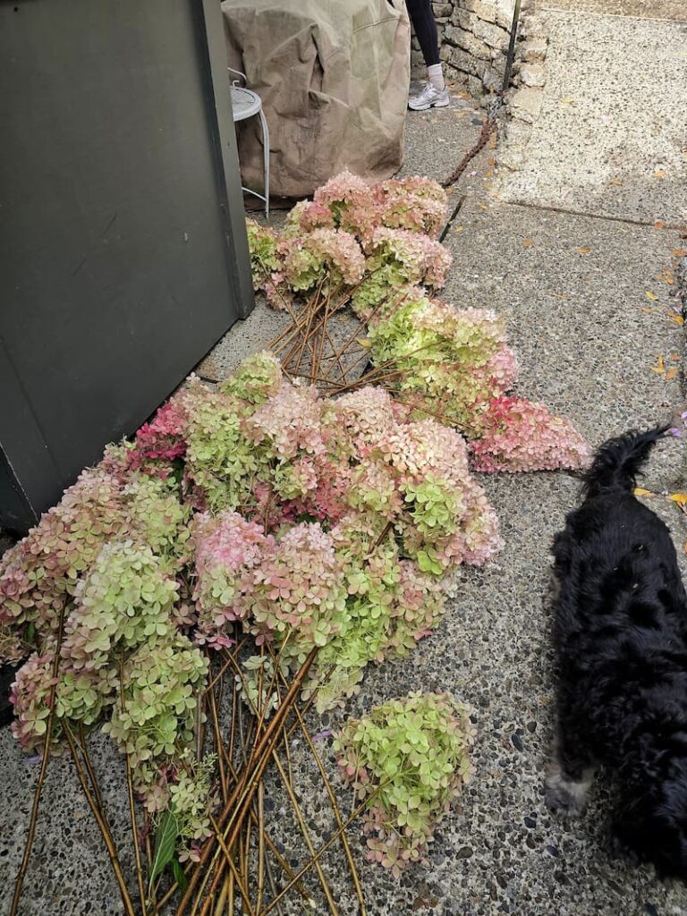 rose, cream. and green panicle hydrangeas harvested for drying