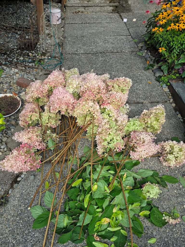 rose, cream. and green panicle hydrangeas harvested for drying to use in fall and Christmas cottage decor