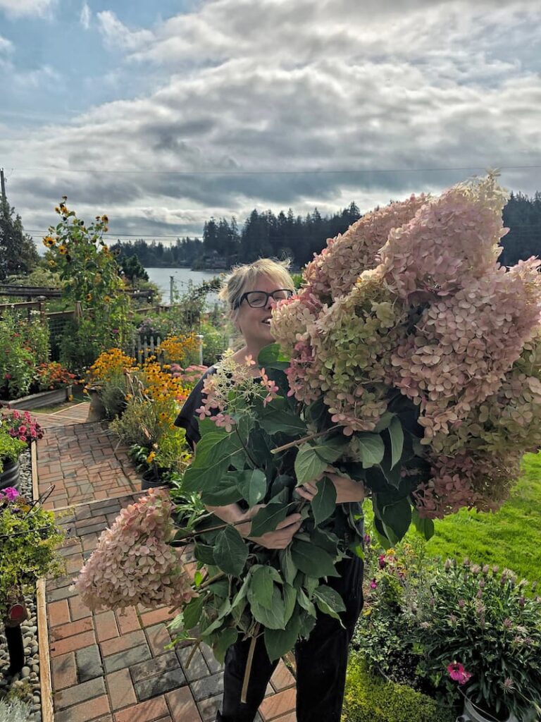 Panicle hydrangeas cut from the garden and ready for drying at a Pacific Northwest beach cottage