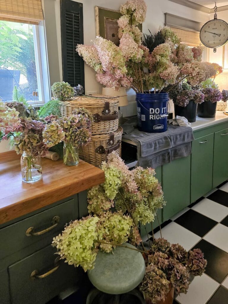 rose, cream. and green panicle hydrangeas harvested and in buckets and vases in the laundry room
