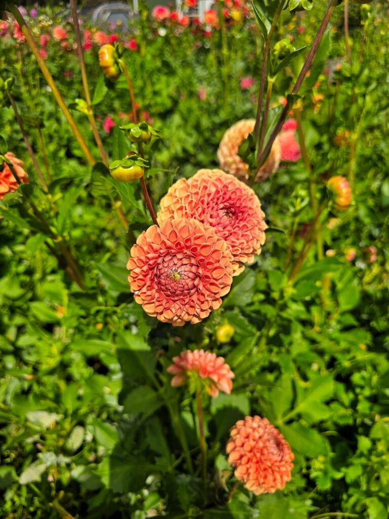 Gorgeous apricot dahlia blooms at a roadside stand on the way to Leavenworth Washington