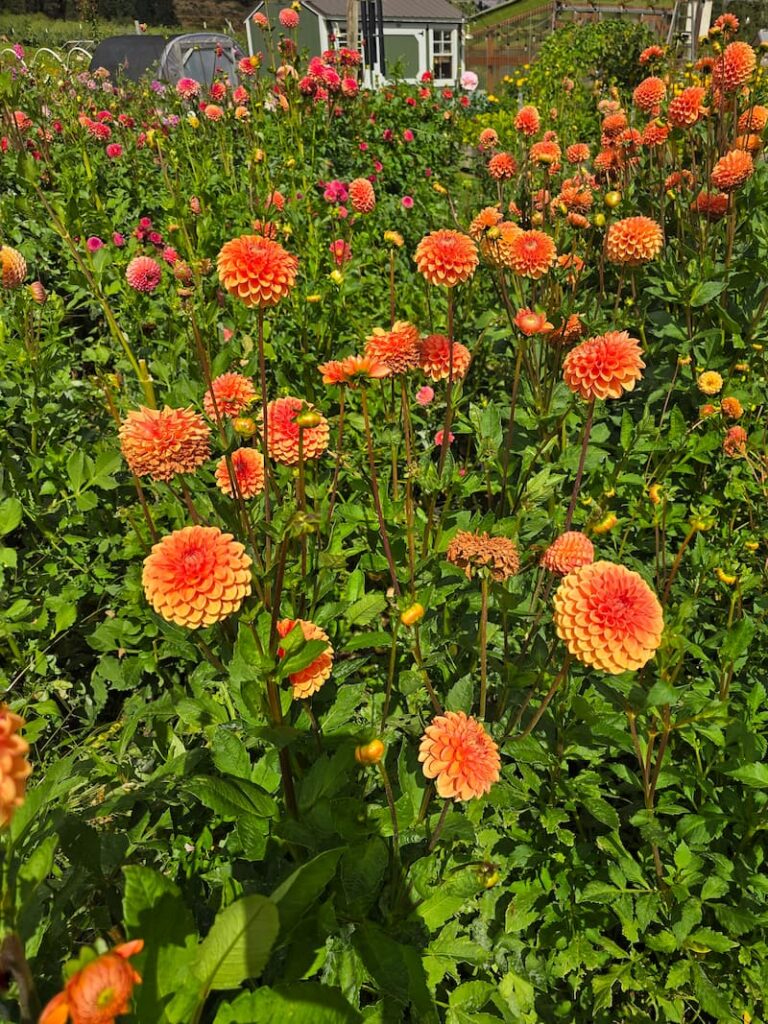 Colorful orange and fuchsia dahlias at a roadside flower stand near Leavenworth Washington