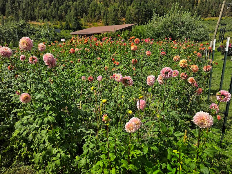 Colorful dahlias at a roadside flower stand near Leavenworth Washington