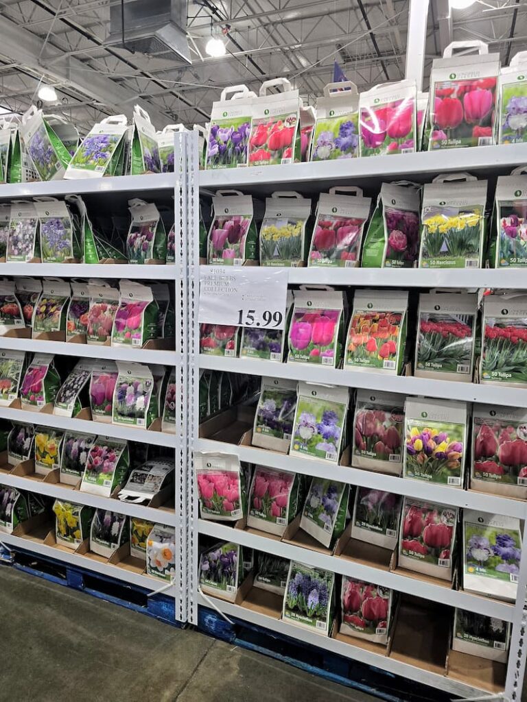 Spring flower bulbs from Costco ready for fall planting in a Pacific Northwest cottage garden