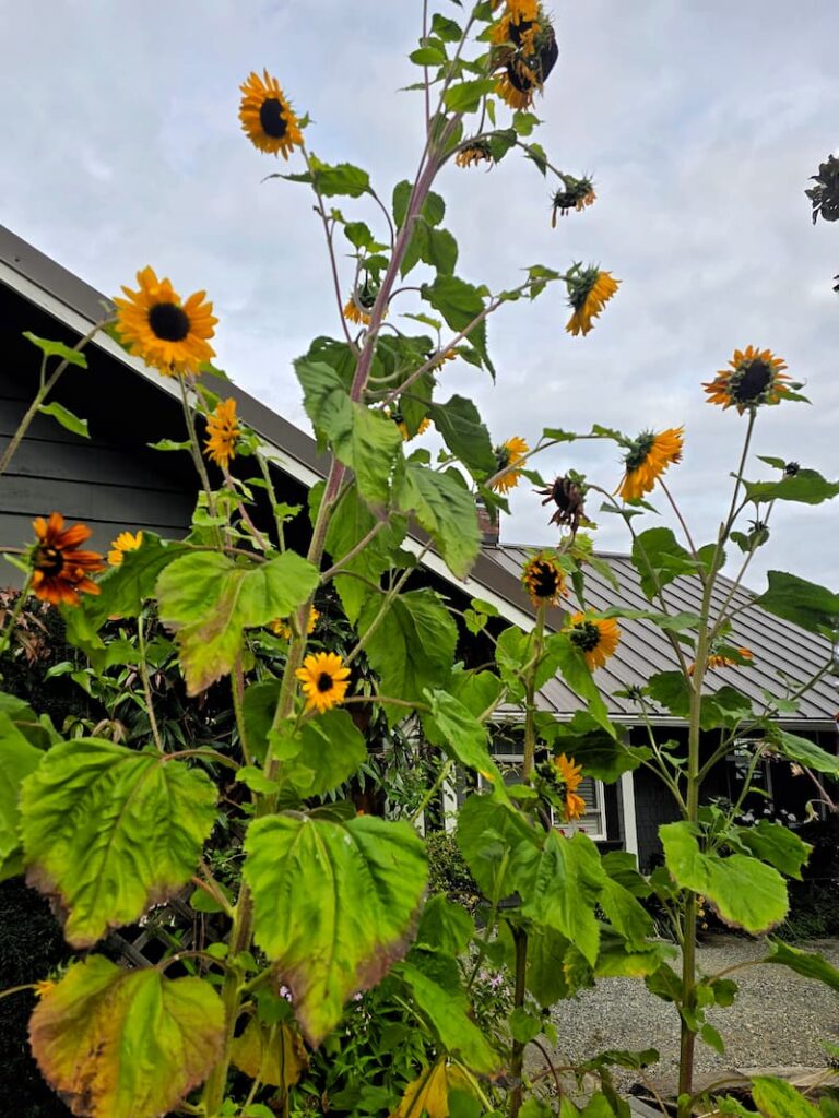 tall sunflowers growing in the garden