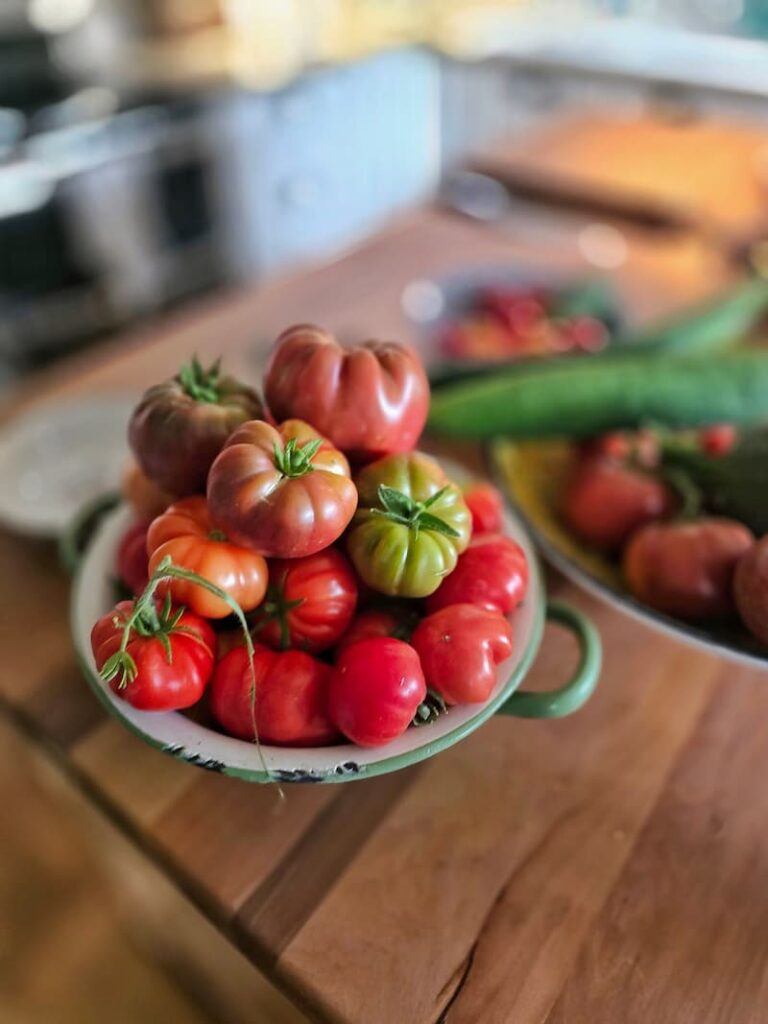 Fresh homegrown tomatoes harvested for canning from a Pacific Northwest cottage garden