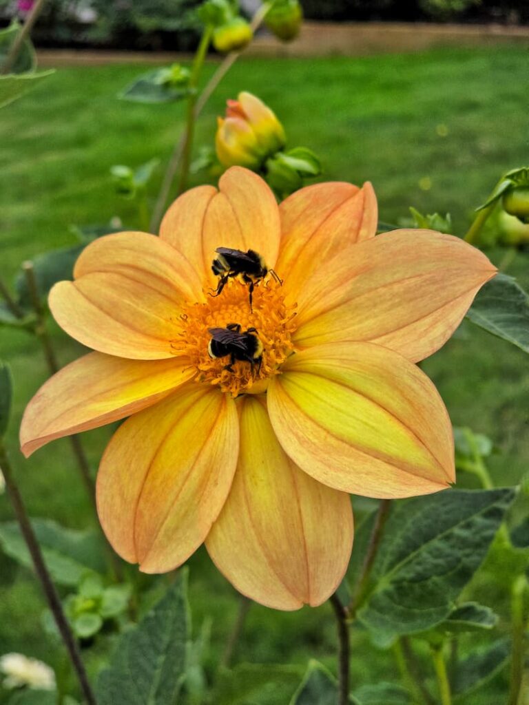 yellow dahlias with bumble bees pollinating