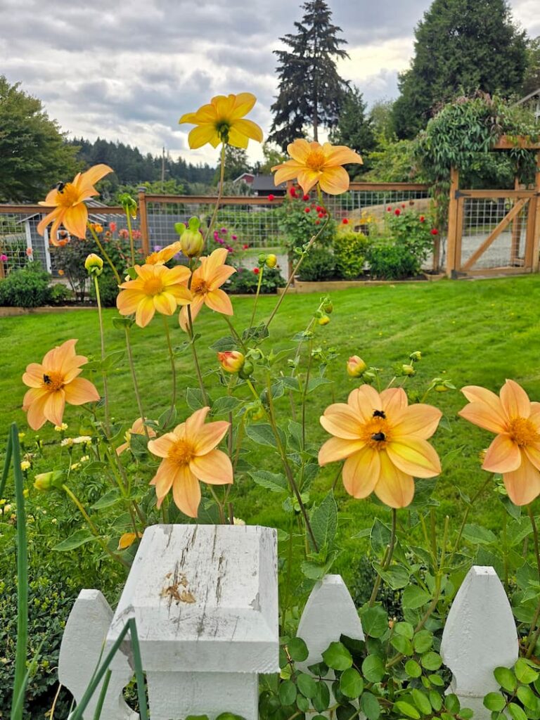 yellow dahlias with bumble bees pollinating