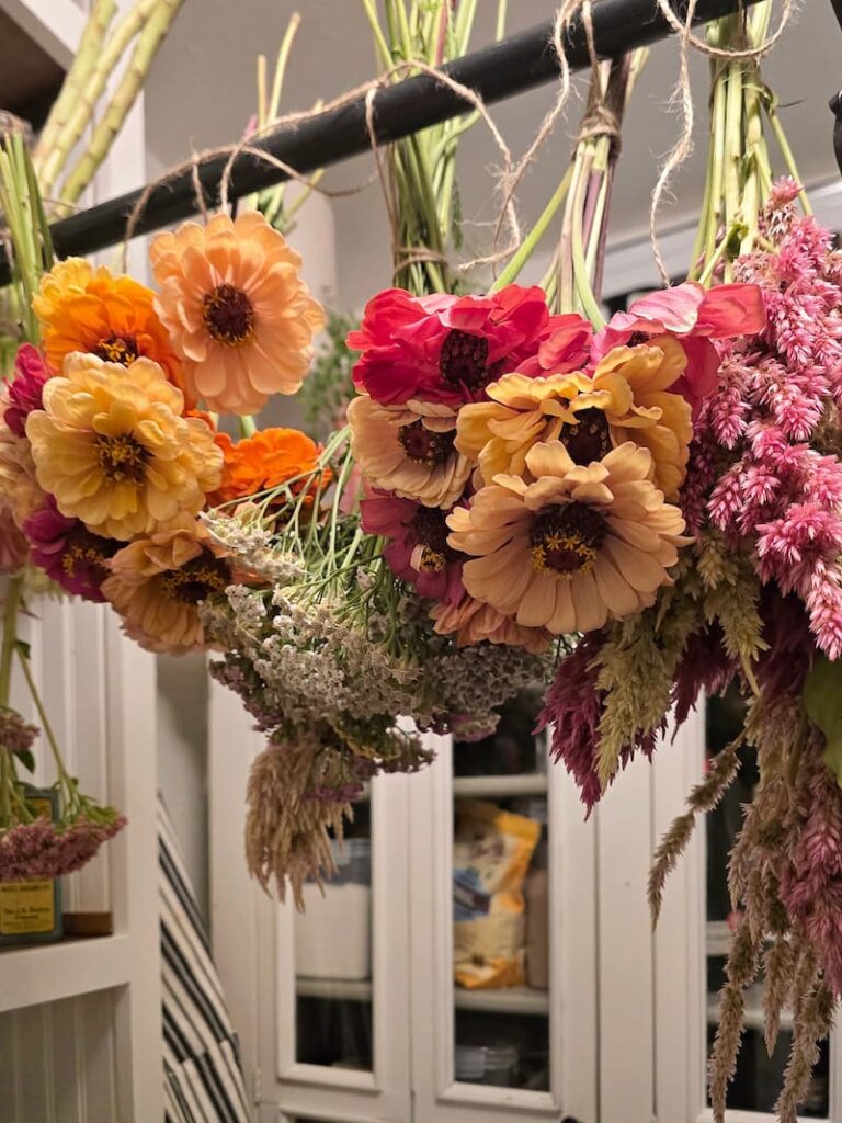 Colorful cut flower harvest from a cottage garden hanging to dry