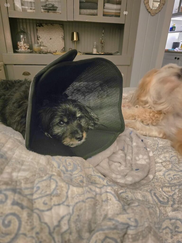 Jax wearing a recovery cone after surgery