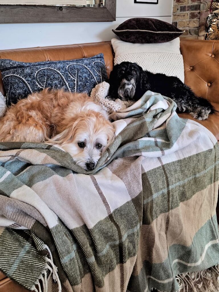 Two dogs watching from the sidelines during a home photo shoot