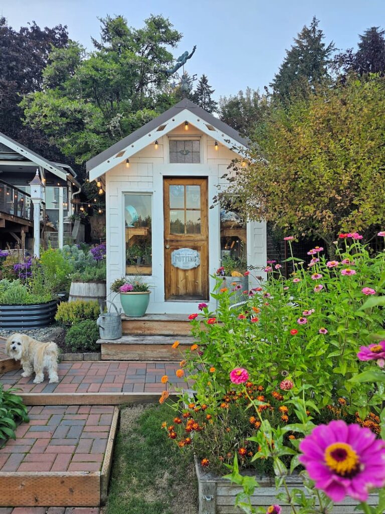 Ollie standing in front of the greenhouse and zinnia beds