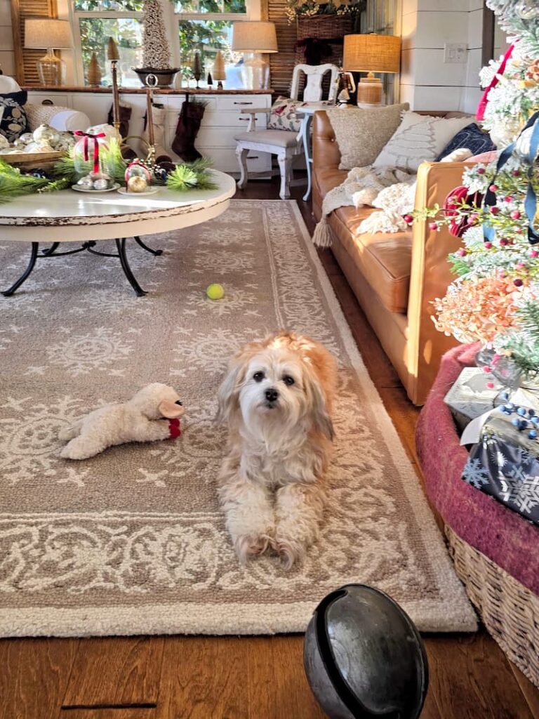 Small dog posing for the camera during a Christmas magazine shoot
