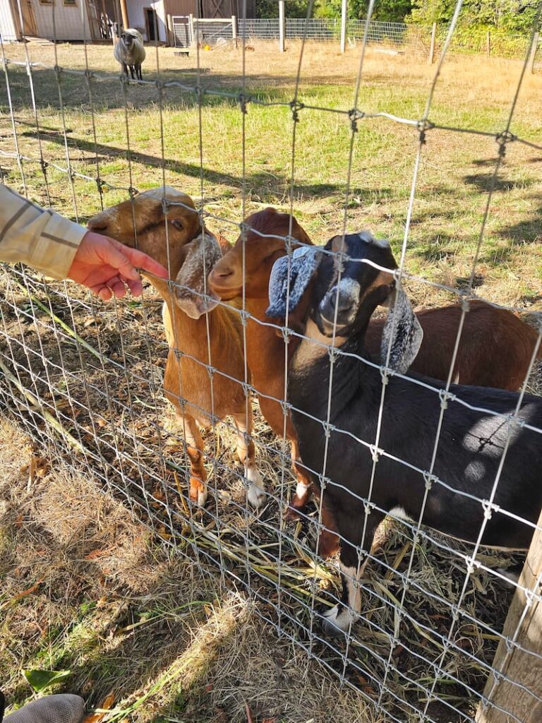 Three goats in blonde, red, and black coats