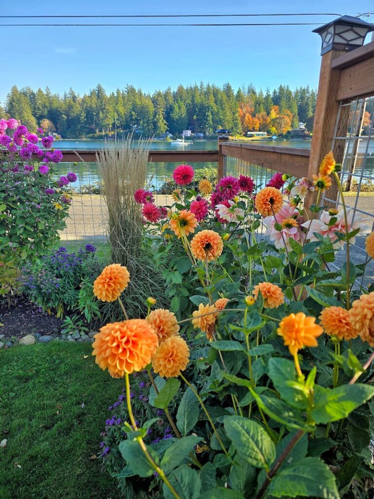 Bright dahlias in the fall garden overlooking the bay