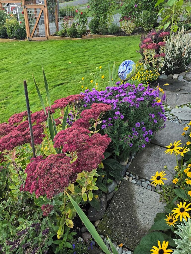 Purple asters and sedum ‘Autumn Joy’ blooming in the fall cottage garden