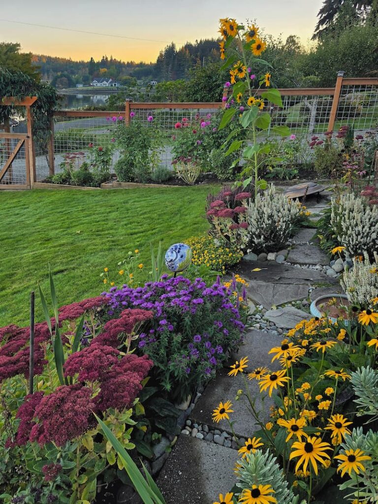 Black-eyed Susans and a lone sunflower in the fall cottage garden