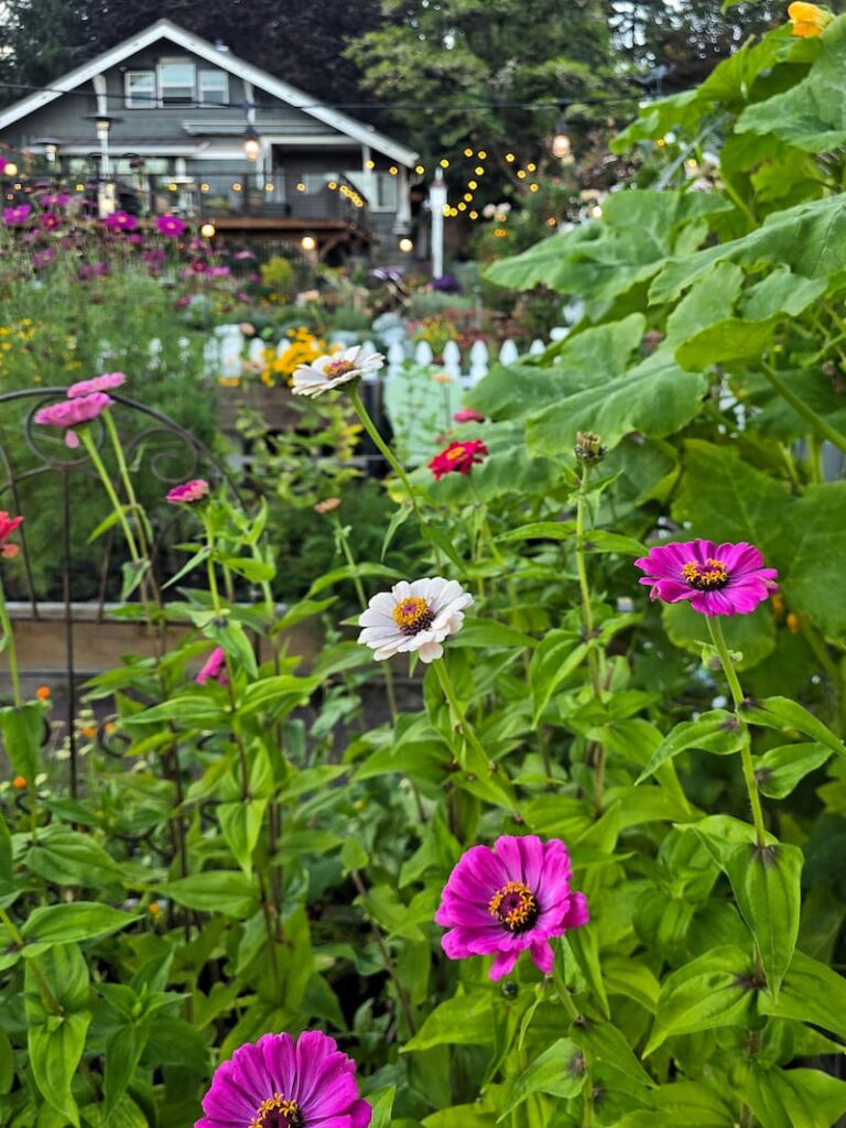 Cut flower garden with zinnias in front of the 1920 beach cottage