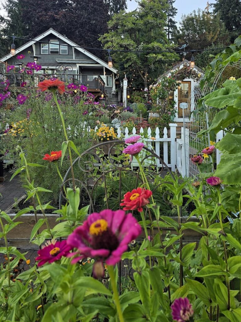 Zinnias growing in the cut flower garden in front of the cottage and greenhouse