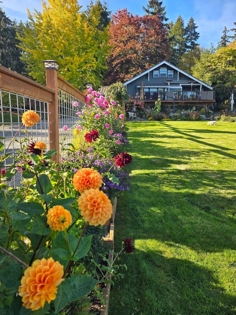 Dahlias blooming along the garden fence in late October