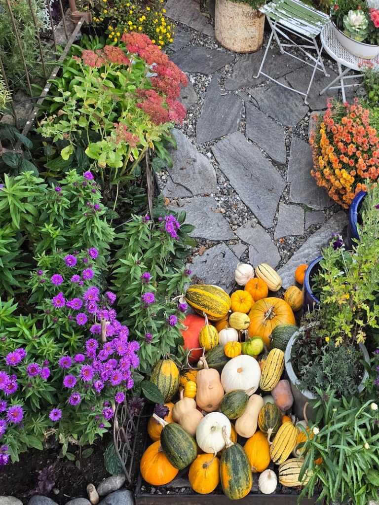 Small homegrown pumpkins waiting on the stone patio
