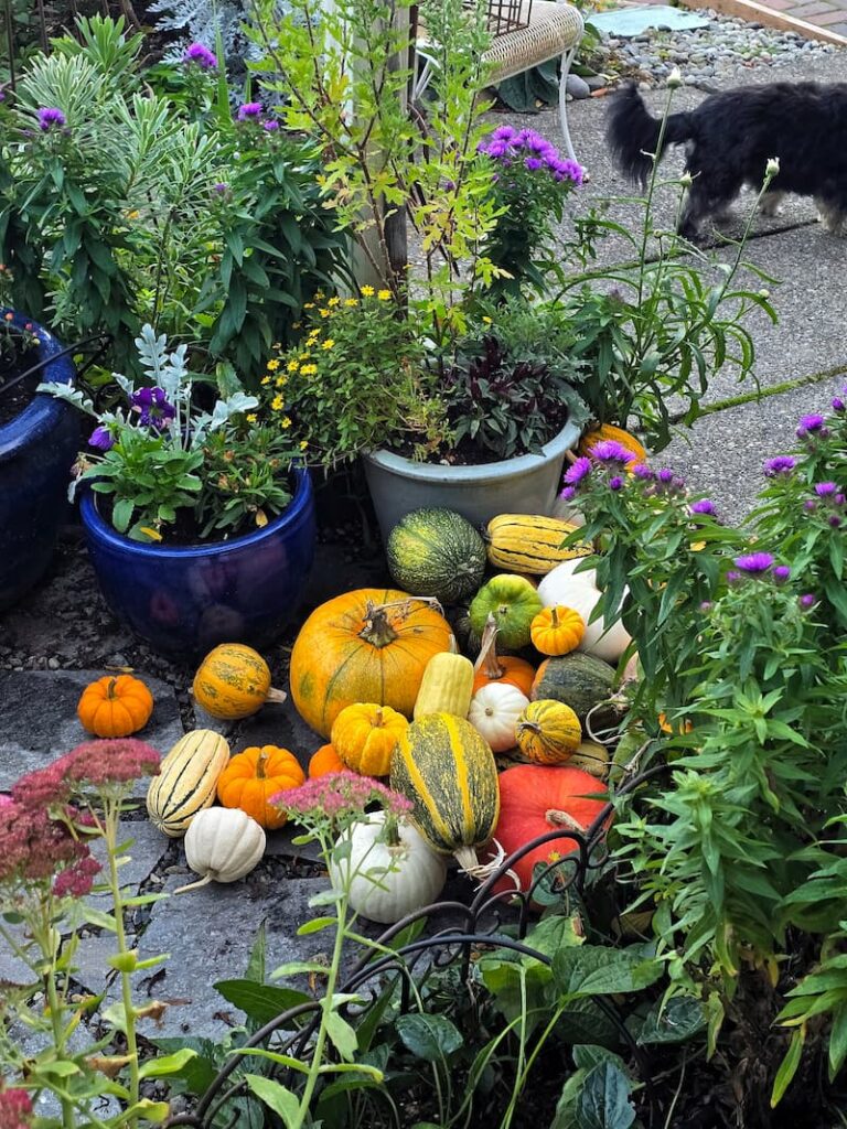 Pile of small pumpkins in assorted varieties and colors