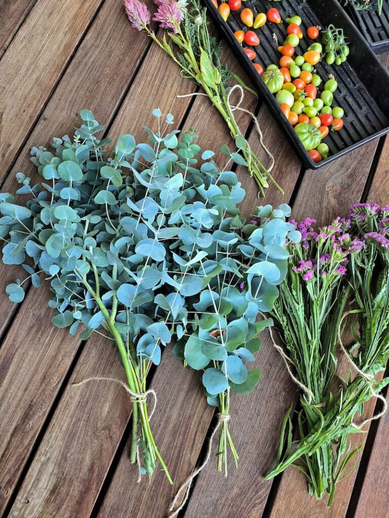 Freshly harvested eucalyptus and statice ready to dry indoors
