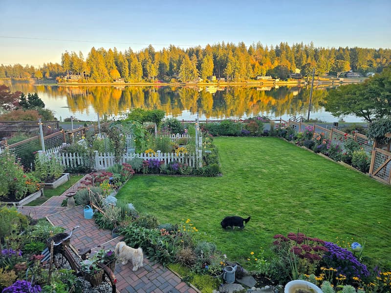 Evening view of the fall cottage garden overlooking a calm Puget Sound bay