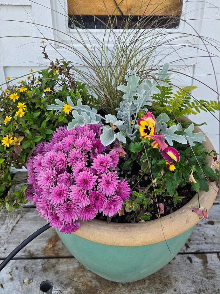 Fall container planting with warm autumn colors on the greenhouse steps