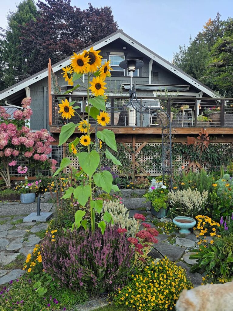 Fall cottage garden in front of the cottage with blooming heather and a hydrangea tree