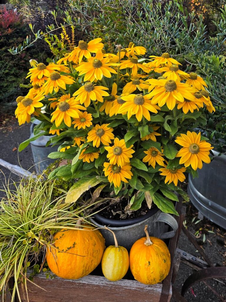 Fall garden display with yellow rudbeckia and pumpkins