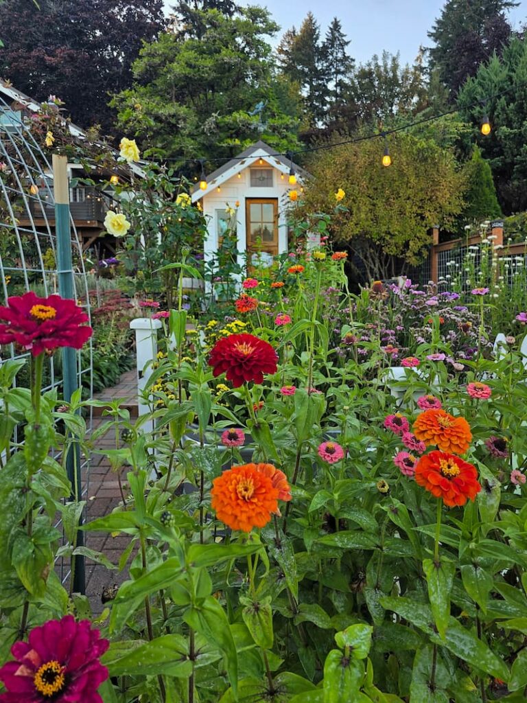 Orange and red ‘Fireball’ zinnias blooming in front of the greenhouse