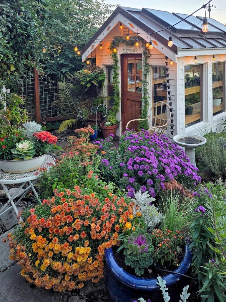 Fall flower containers and purple asters and orange mums in front of the greenhouse