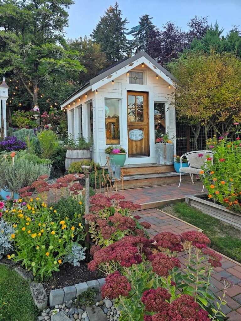 Sedum ‘Autumn Joy’ in deep rose bloom near the greenhouse and birdhouse