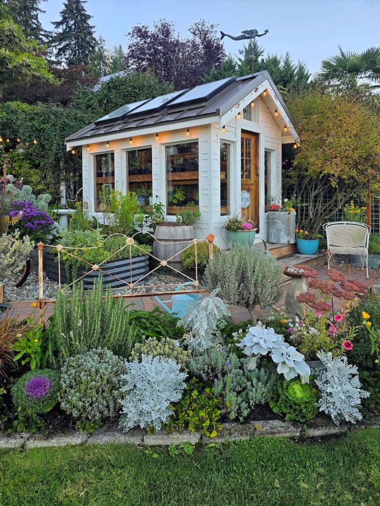 Greenhouse in the fall cottage garden with ornamental kale and dusty miller