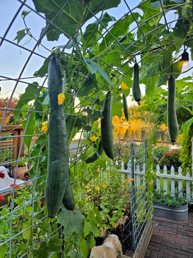 Green loofah gourds hanging from an arbor in the cut flower garden